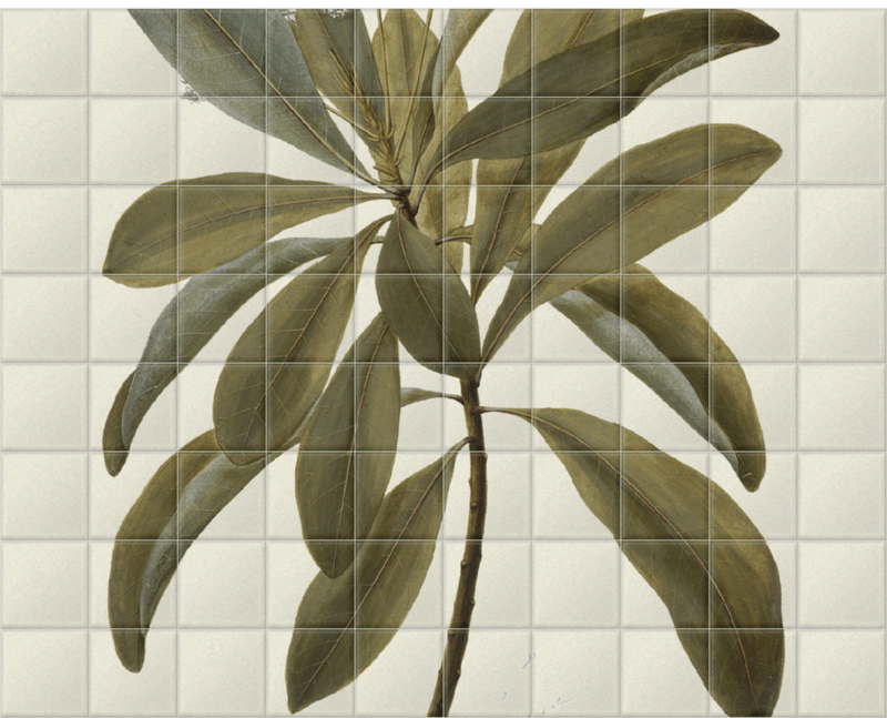 'Buchanania Arborescens' Ceramic Tile Mural