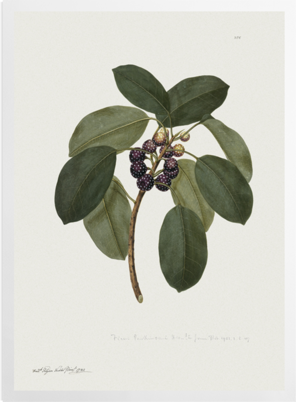'Ficus Superba var. Henneana' Art Prints