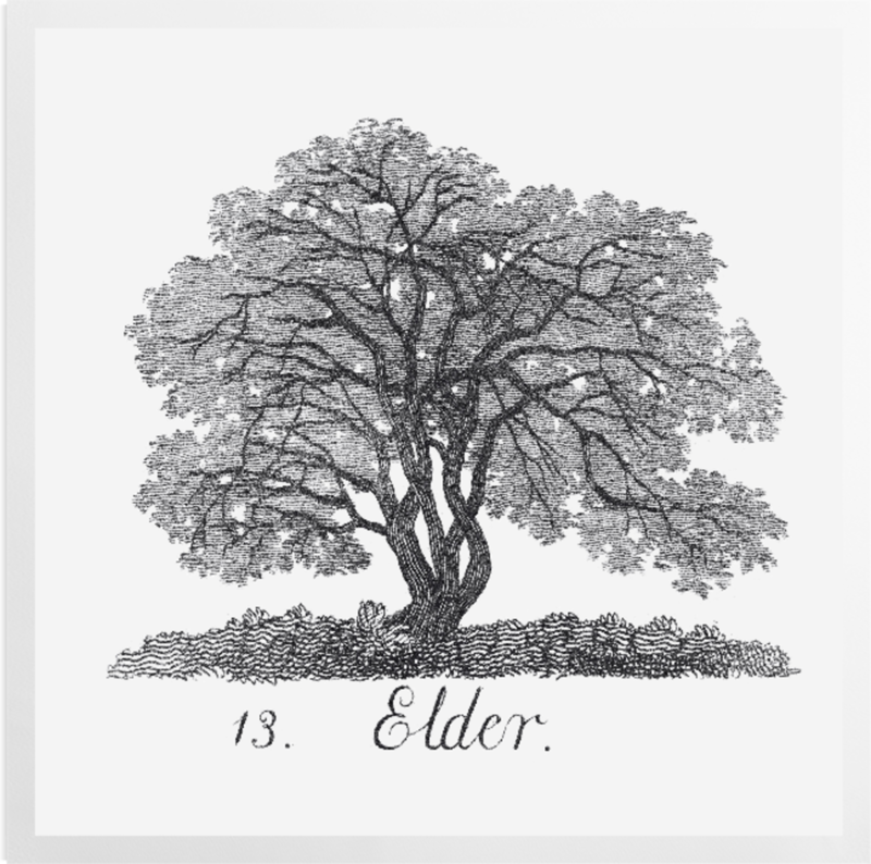 'Elder' Art Prints