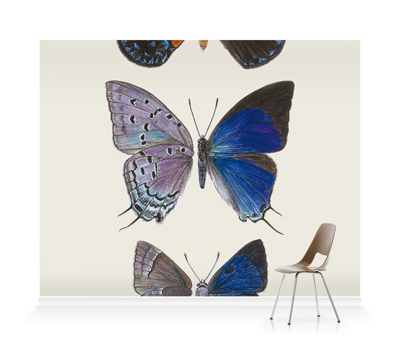 'Lycaenidae Hairstreak Butterflies' Wallpaper Murals