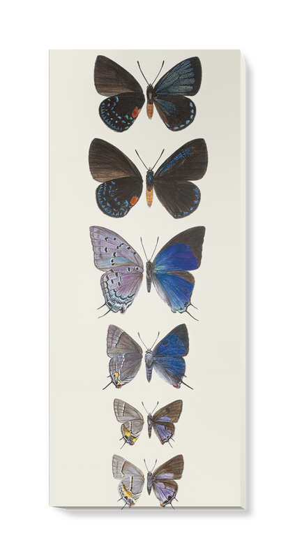 'Lycaenidae Hairstreak Butterflies' Canvas wall art