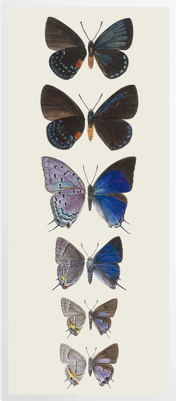 'Lycaenidae Hairstreak Butterflies' Art prints