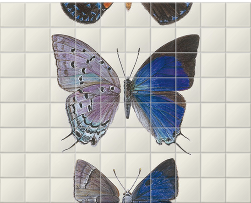 'Lycaenidae Hairstreak Butterflies' Ceramic Tile Murals