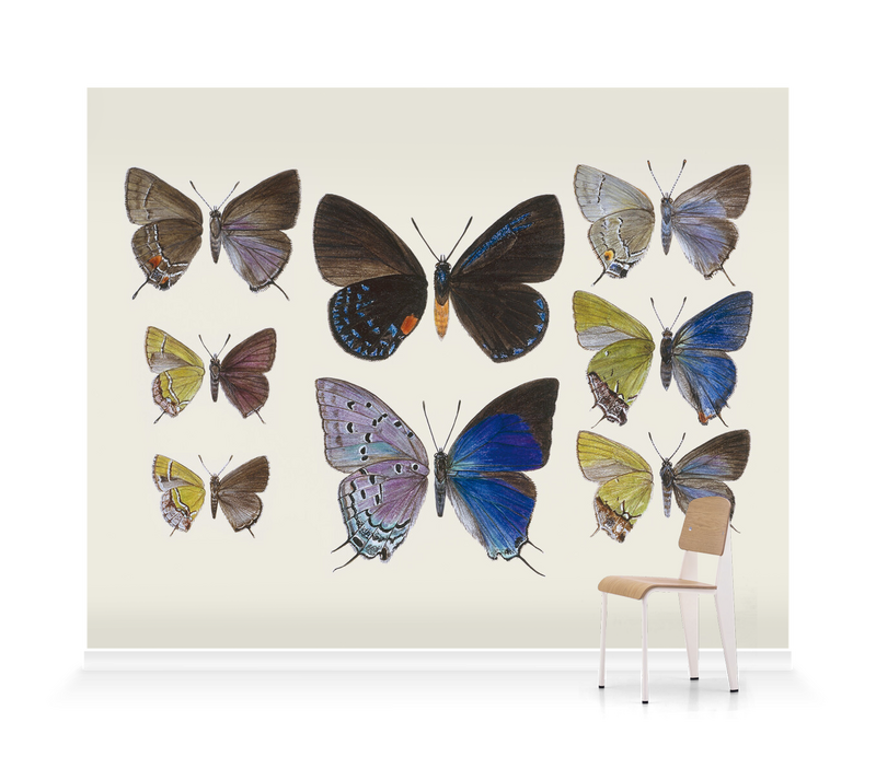 'Lycaenidae Hairstreak Butterflies' Wallpaper Murals