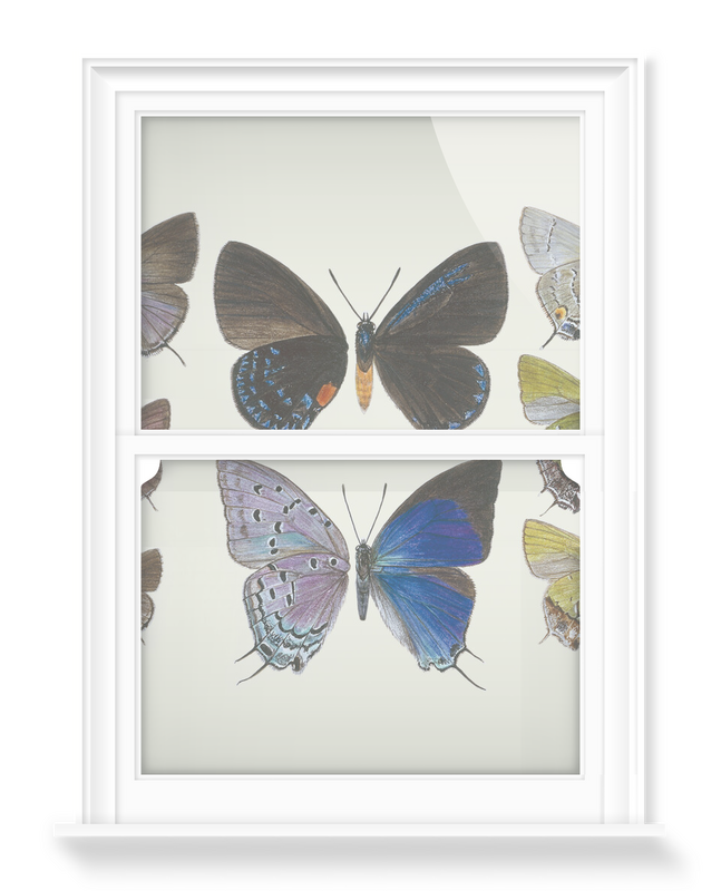 'Lycaenidae Hairstreak Butterflies' Decorative Window Films