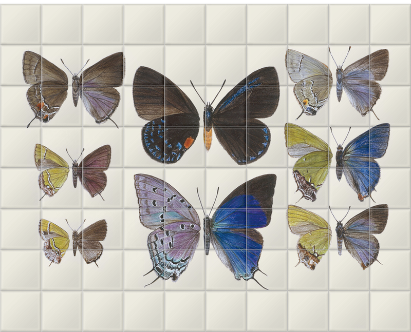 'Lycaenidae Hairstreak Butterflies' Ceramic Tile Murals