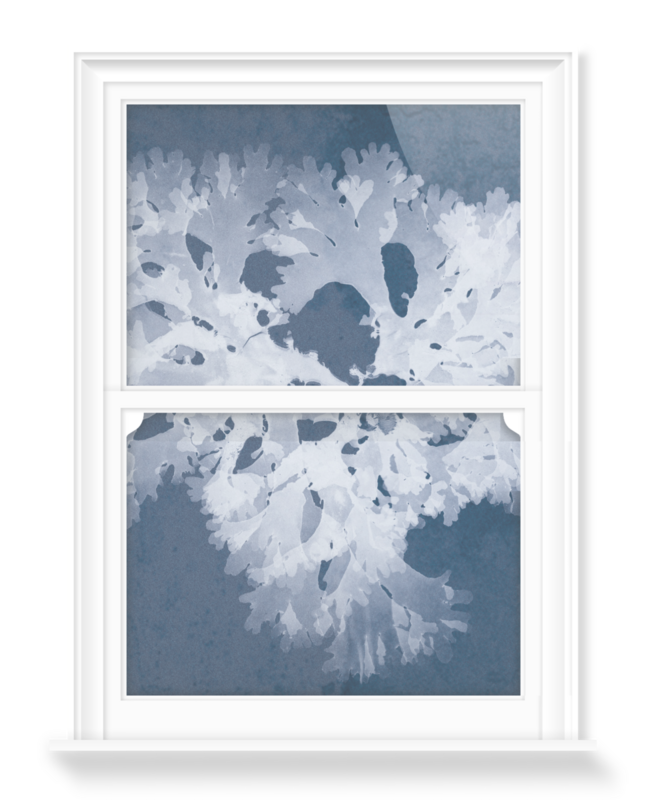 'Thodomenia Lacineata Cyanotype' Decorative window films