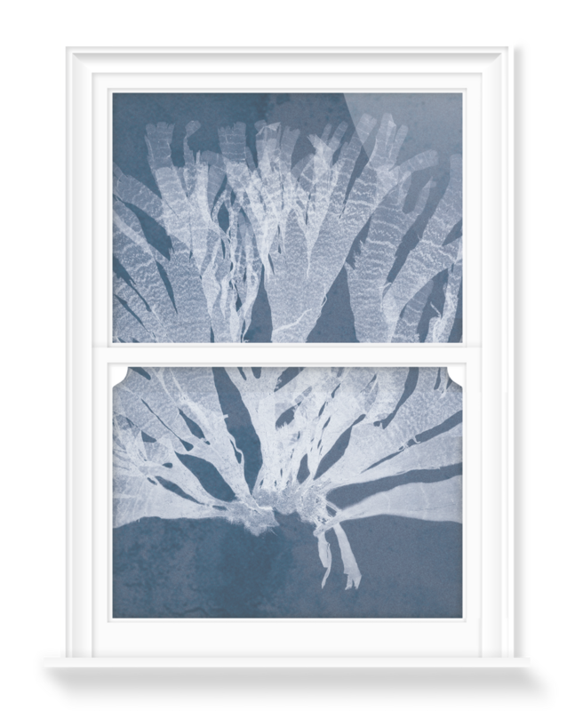 'Dictyota Atomaria Cyanotype' Decorative window films