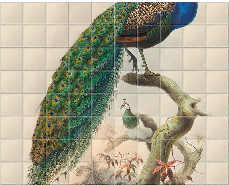 'Pavo Cristatus, Common Peafowl' Ceramic Tile Mural
