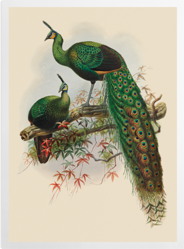 'Pavo Muticus, Javan Peafowl' Art Prints