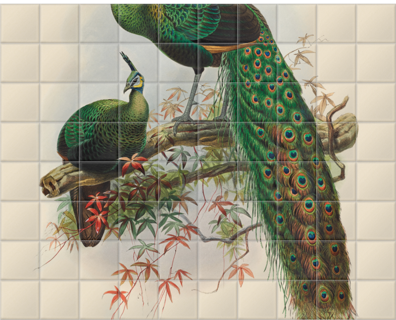 'Pavo Muticus, Javan Peafowl' Ceramic Tile Mural