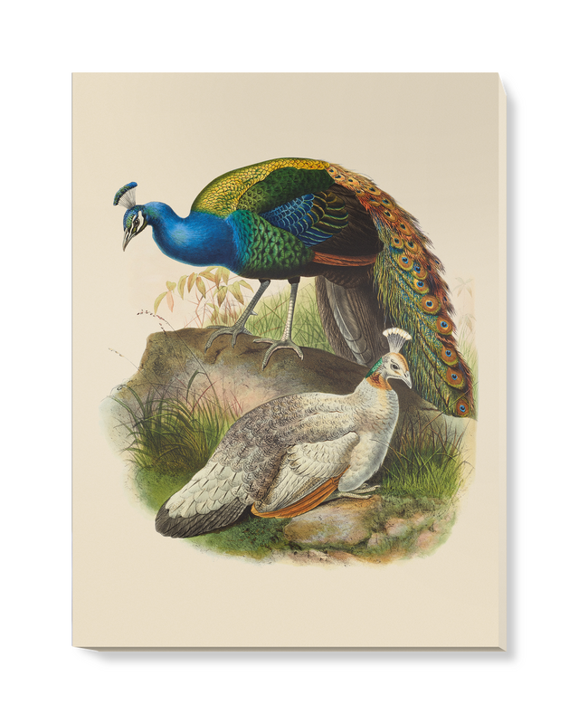 'Pavo Nigripennis, Black-Shouldered Peafowl' Canvas Wall Art
