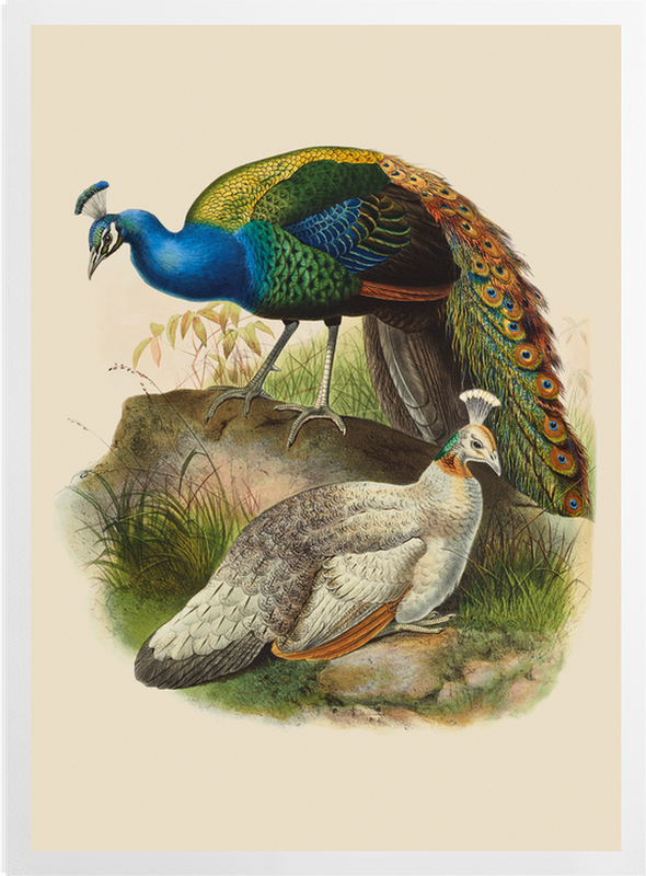 'Pavo Nigripennis, Black-Shouldered Peafowl' Art Prints