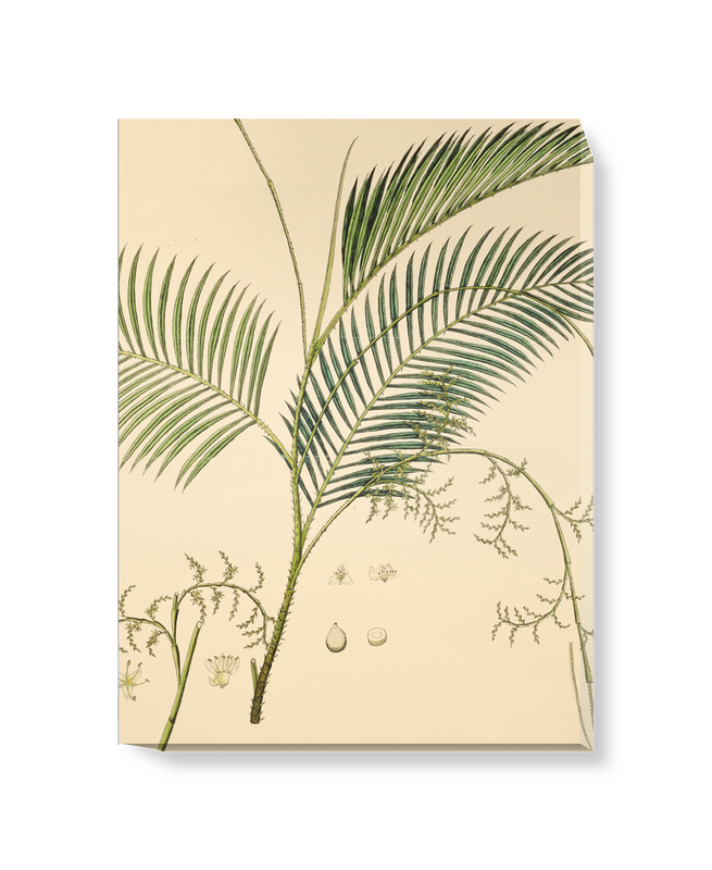 Calamus Rotang Rattan Palm Canvas Wall Art Surfaceview