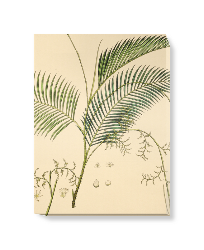 'Calamus Rotang, Rattan Palm' Canvas Wall Art