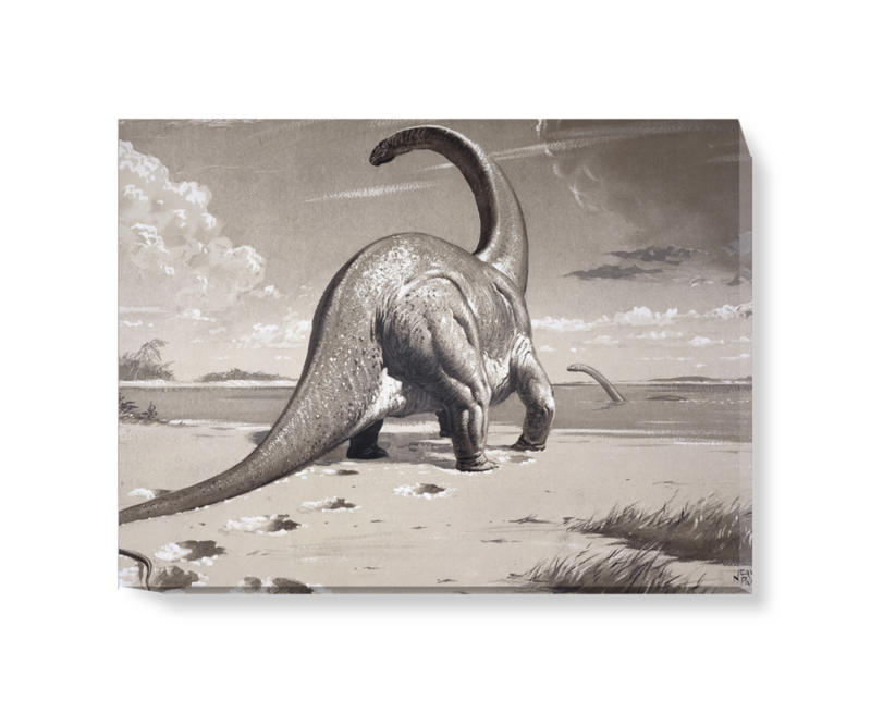 'Cetiosaurus' Canvas wall art