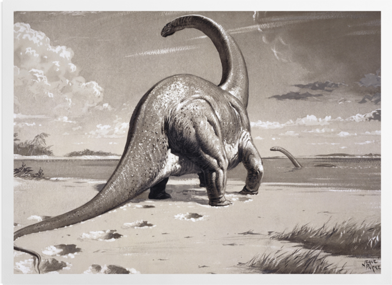 'Cetiosaurus' Art prints