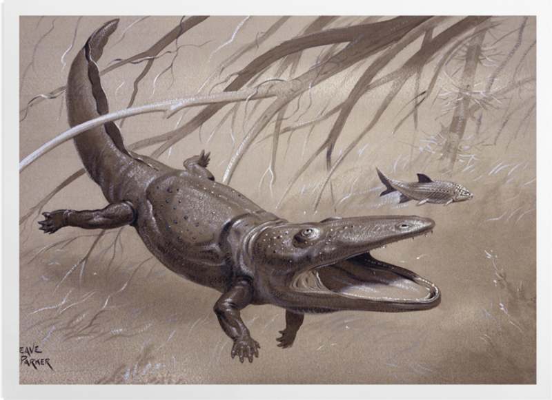 'Paracyclotosaurus' Art prints