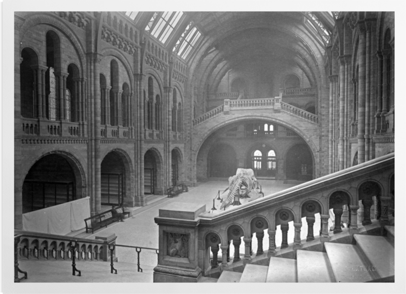 'The Natural History Museum Central Hall, Looking South' Art prints