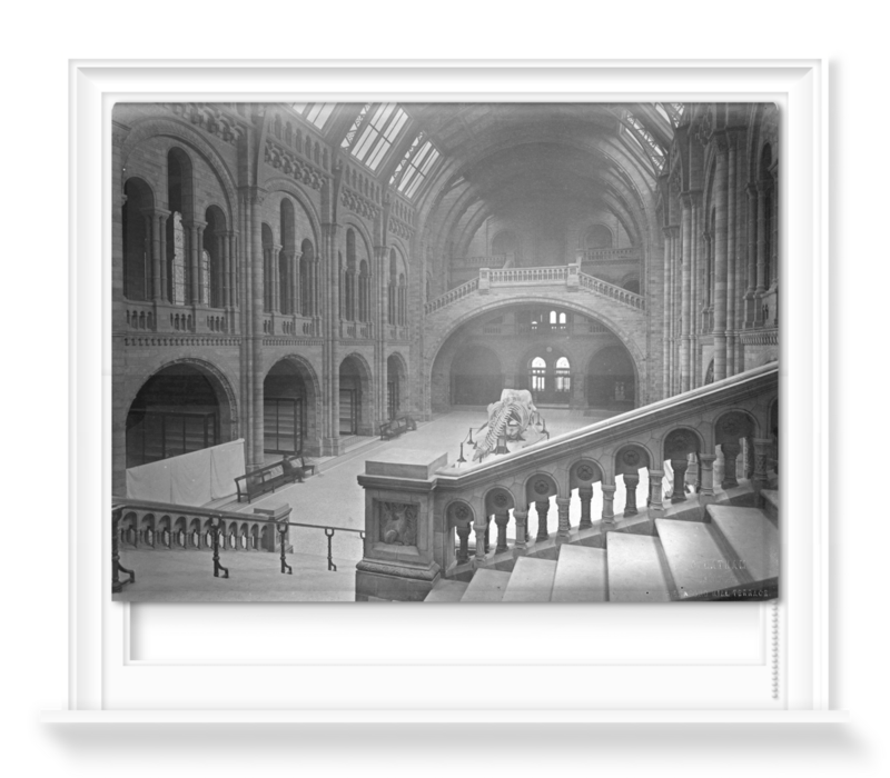 'The Natural History Museum Central Hall, Looking South' Roller blinds