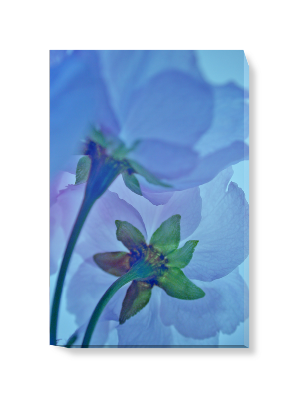 'Abstract Blue Blossom' Canvas Wall Art