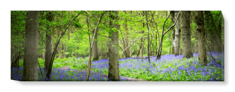 'Woodland Bluebells' Canvas Wall Art