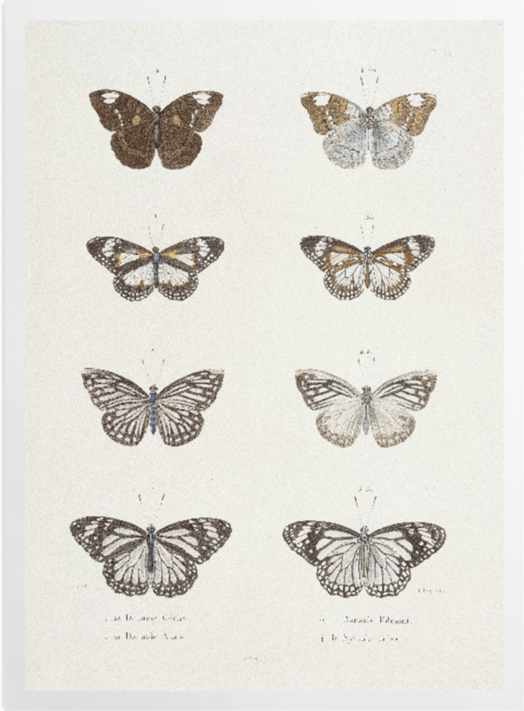 'Butterflies' Art Prints