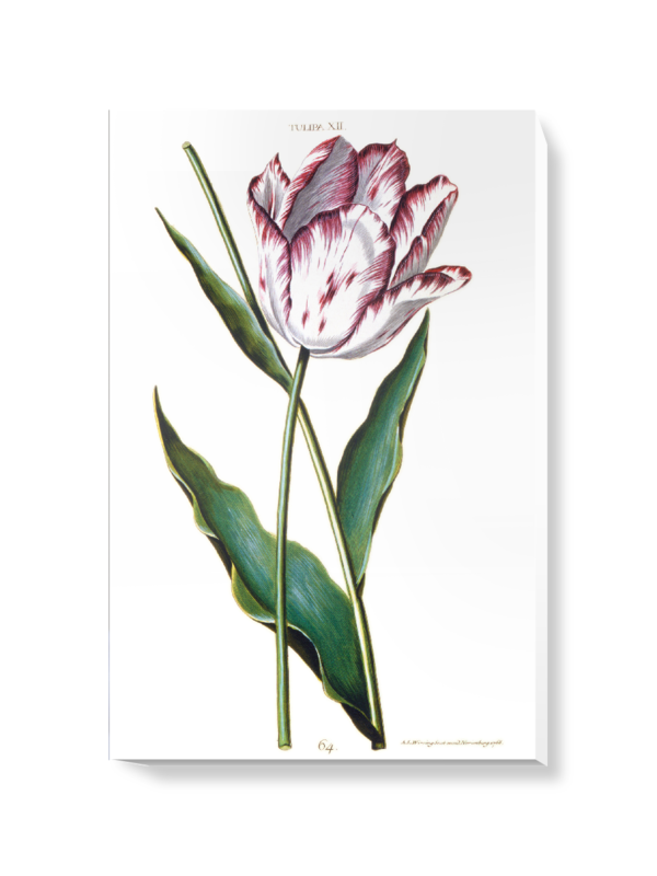 'Tulipa XII' Canvas Wall Art