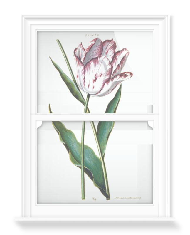'Tulipa XII' Decorative Window Film
