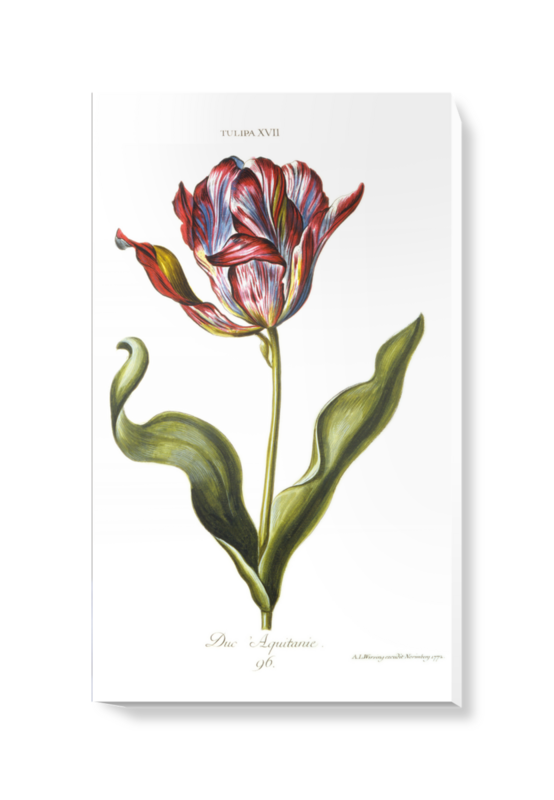 'Tulipa XVII' Canvas Wall Art