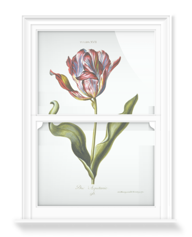 'Tulipa XVII' Decorative Window Film
