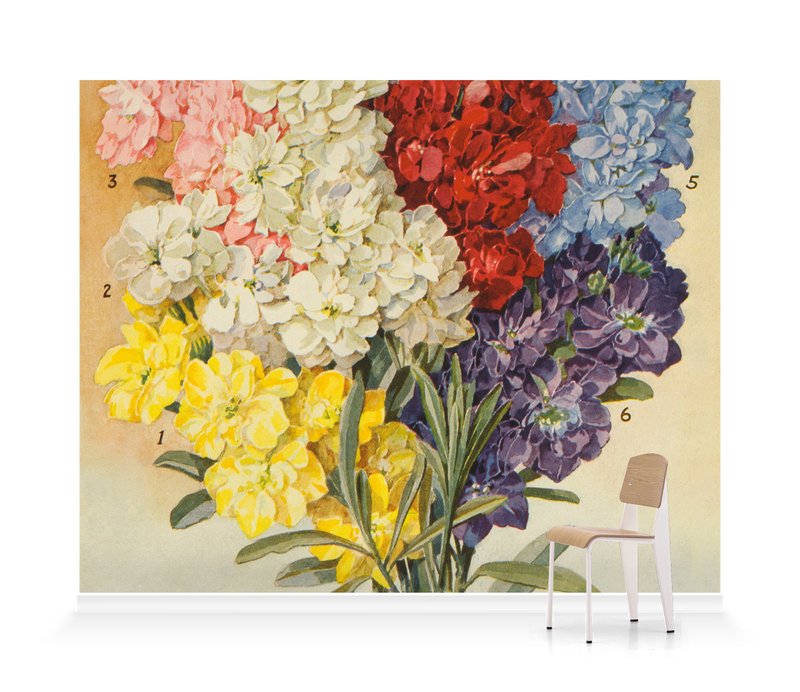 'Dreer's Large Flowering' Wallpaper Mural