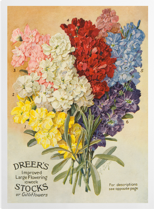 'Dreer's Large Flowering' Art Prints