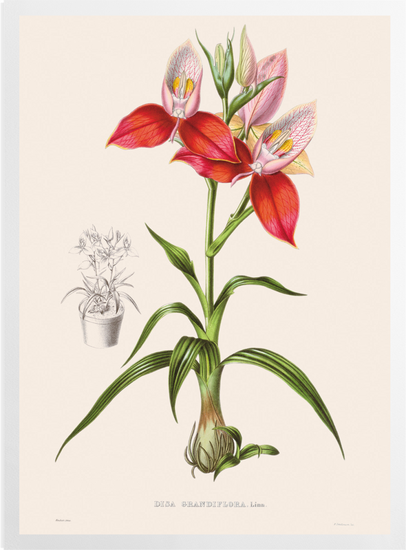 'Disa Grandiflora' Art Prints
