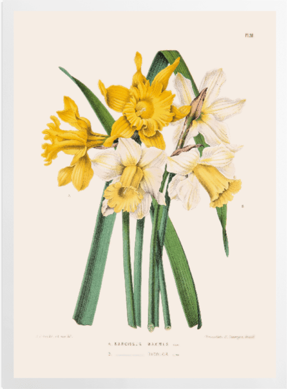 'Narcissus Maximus' Art Prints
