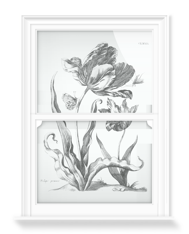 'Tulipe Precoce' Decorative Window Film