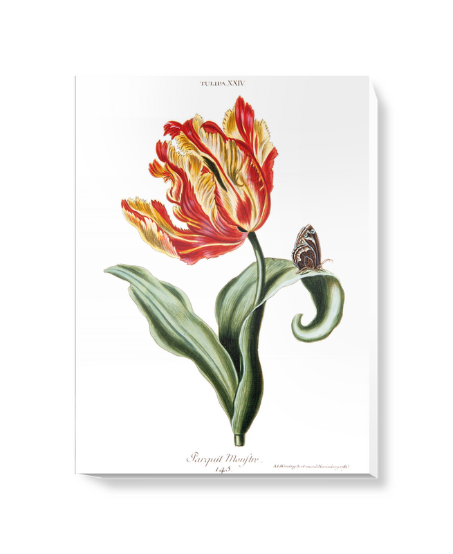 'Tulipa XXIV Parquit Monstre 145' Canvas Wall Art