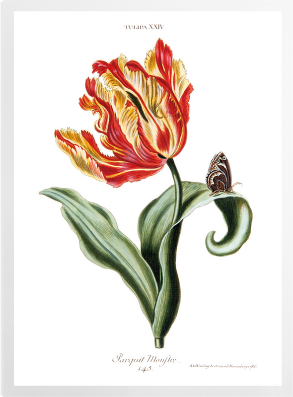 'Tulipa XXIV Parquit Monstre 145' Art Prints