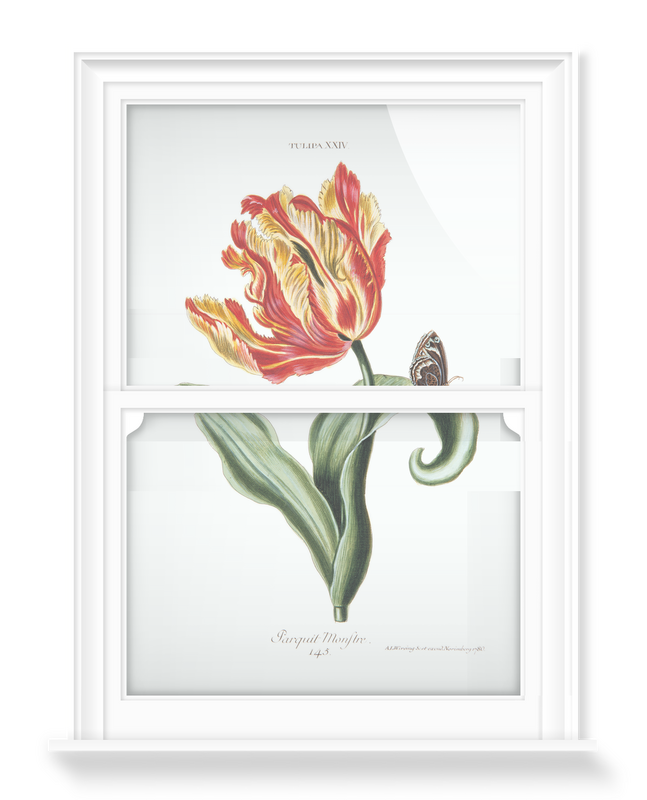'Tulipa XXIV Parquit Monstre 145' Decorative Window Film
