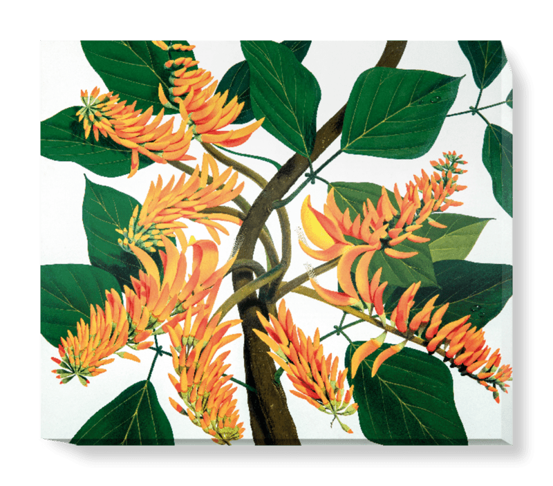 'Flame Tree [Erythrina poeppigiana]' Canvas Wall Art