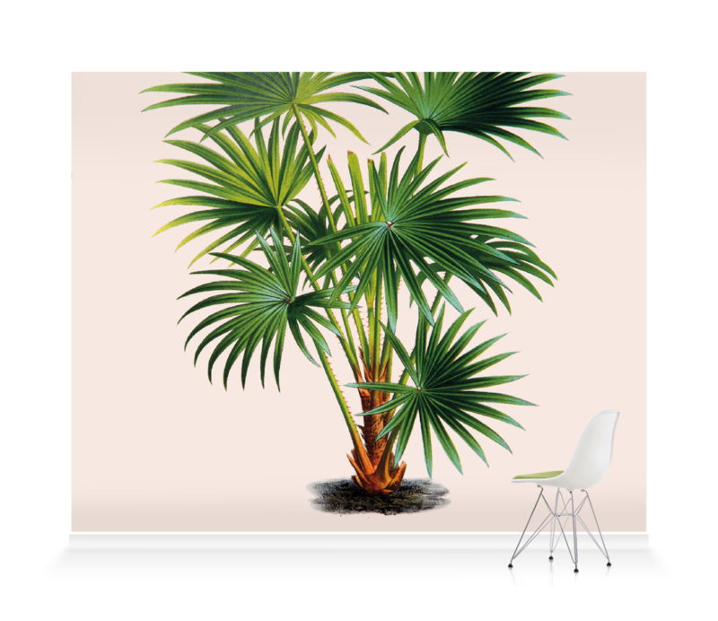 'Cabbage-tree Palm [Livistona australis]' Wallpaper Mural