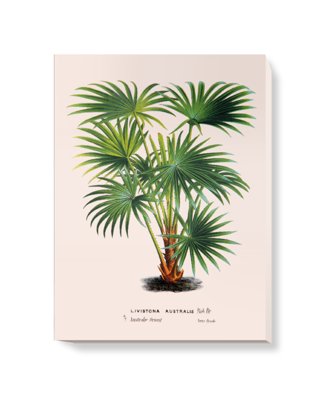 'Cabbage-tree Palm [Livistona australis]' Canvas Wall Art