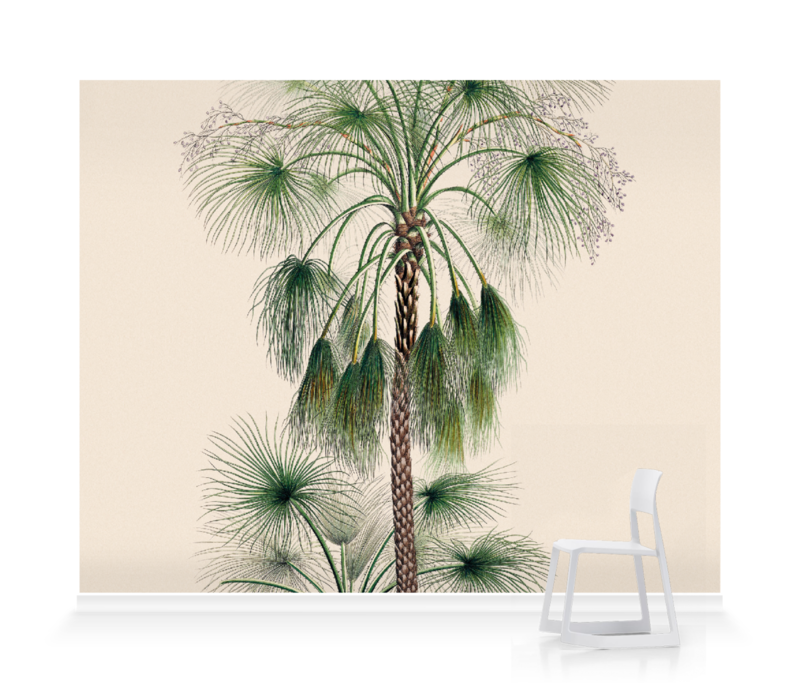 'Sand Palm [Livistona humilis]' Wallpaper Mural