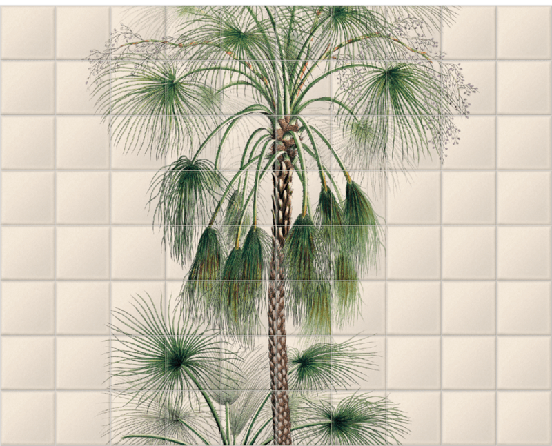 'Sand Palm [Livistona humilis]' Ceramic Tile Mural