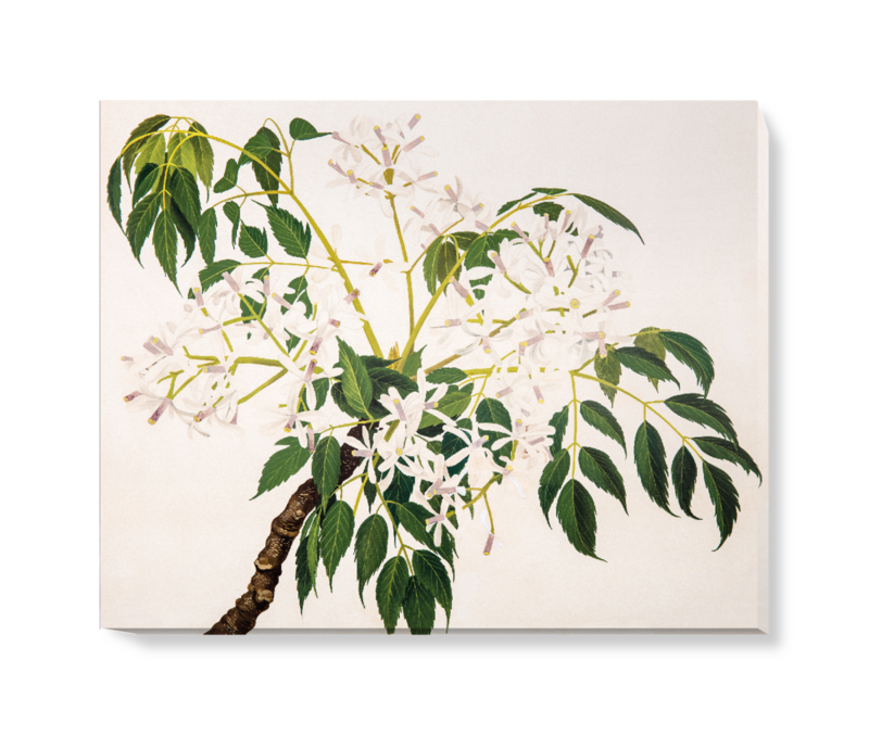 'China Berry [Melia azedarach]' Canvas Wall Art