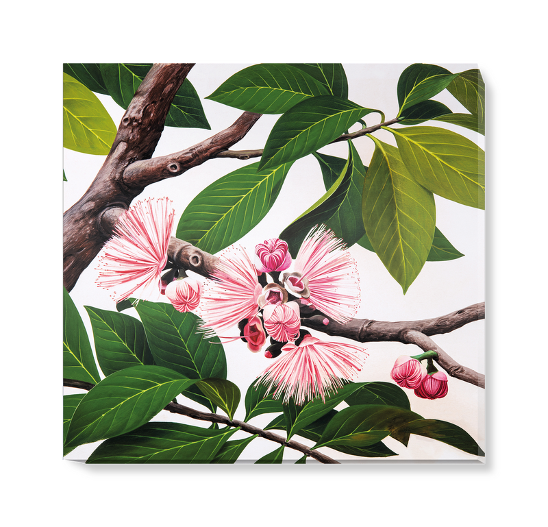 'Malay Apple [Eugenia malaccensis]' Canvas Wall Art