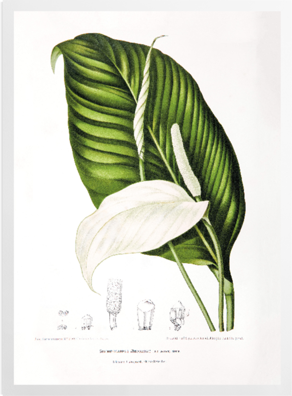 'Peace Lily [Spathiphyllopsis minahassae]' Art Prints