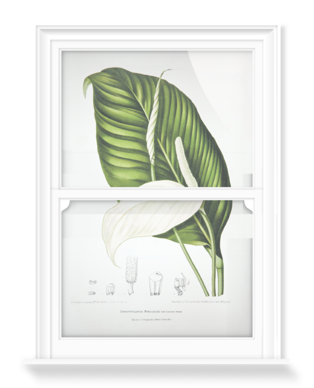 'Peace Lily [Spathiphyllopsis minahassae]' Decorative Window Film