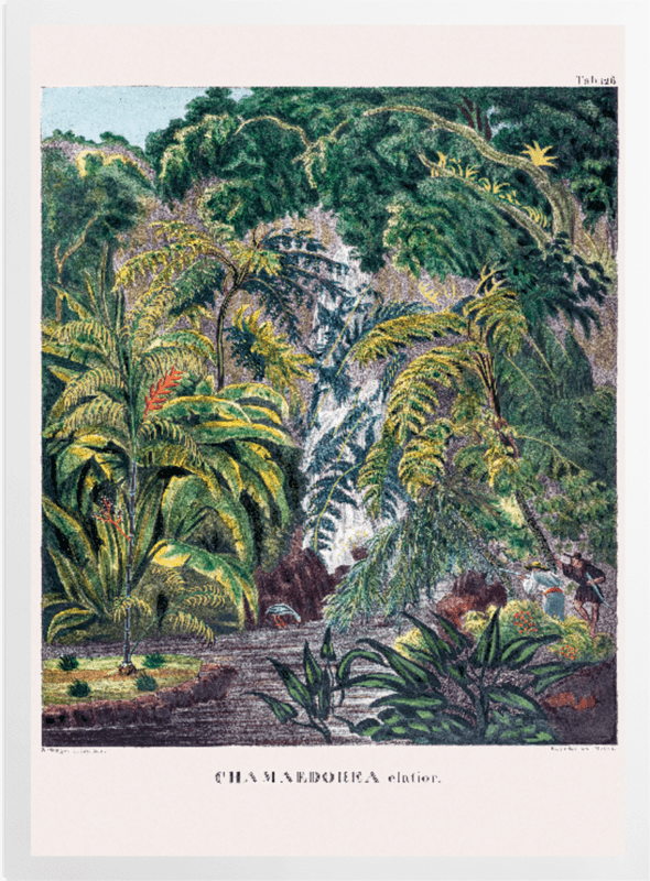 'Junco de Bejuco [Chamaedorea elatior]' Art Prints