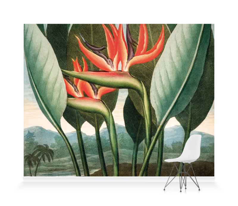 'Bird of Paradise [Strelitzia reginae]' Wallpaper Mural